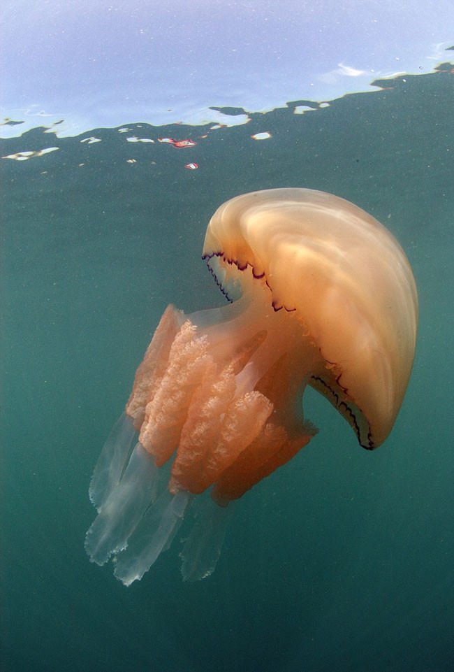 giant stuffed jellyfish