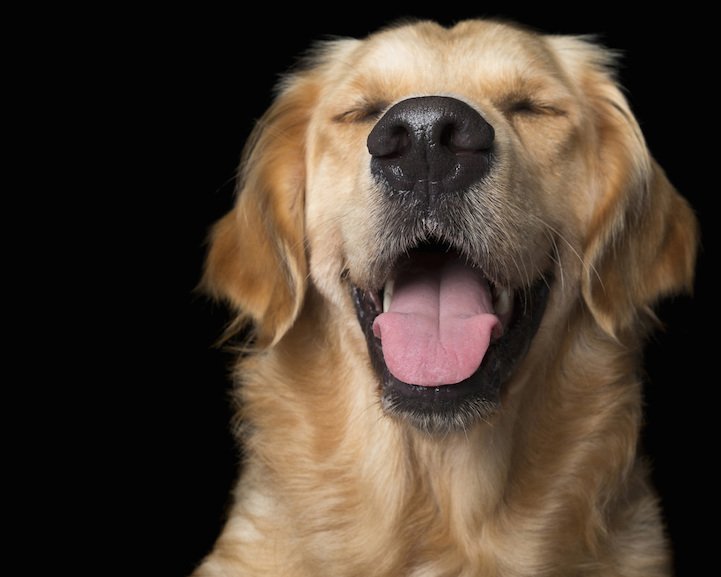 Beautiful Photos Of Relaxed Dogs Who Look Like They Are Meditating