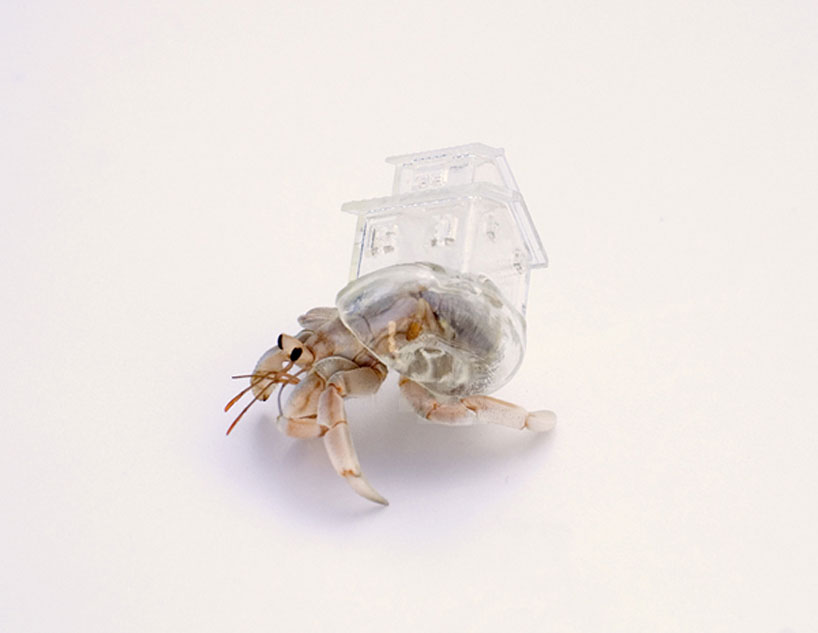 ‘why not hand over a shelter to hermit crabs?’, 2009 