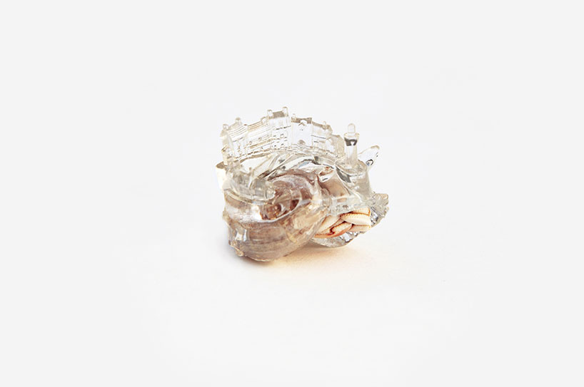 ‘why not hand over a shelter to hermit crabs?’, 2010