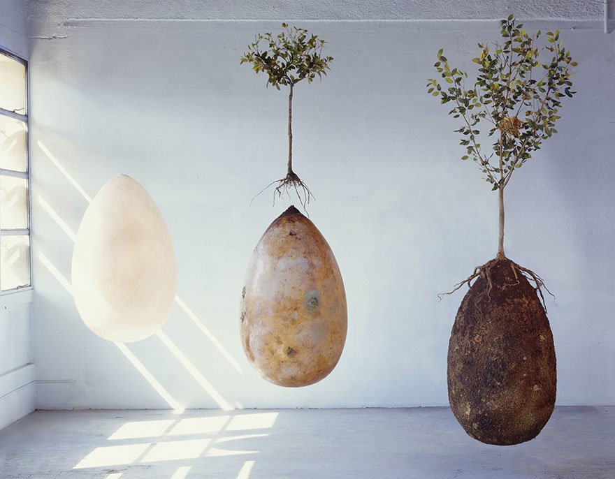 Organic Biodegradable Pod Is An Alternative To Traditional Burials -  Art-Sheep