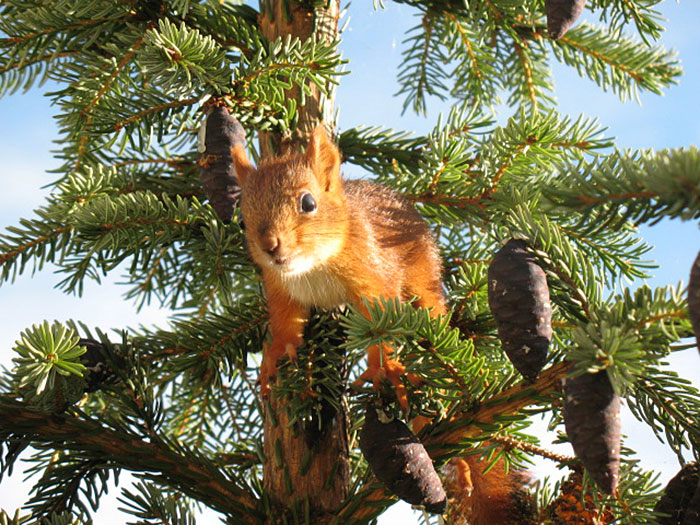adopted-wild-red-squirrel-baby-arttu-finland-7