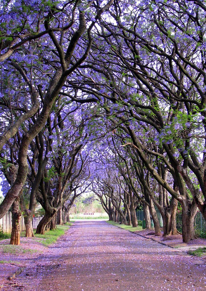 beautiful-streets-trellis-canopies-13__700.jpg