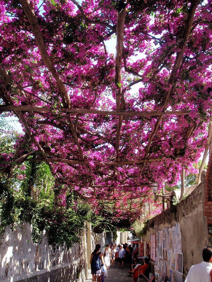 beautiful-streets-trellis-canopies-9__700.jpg