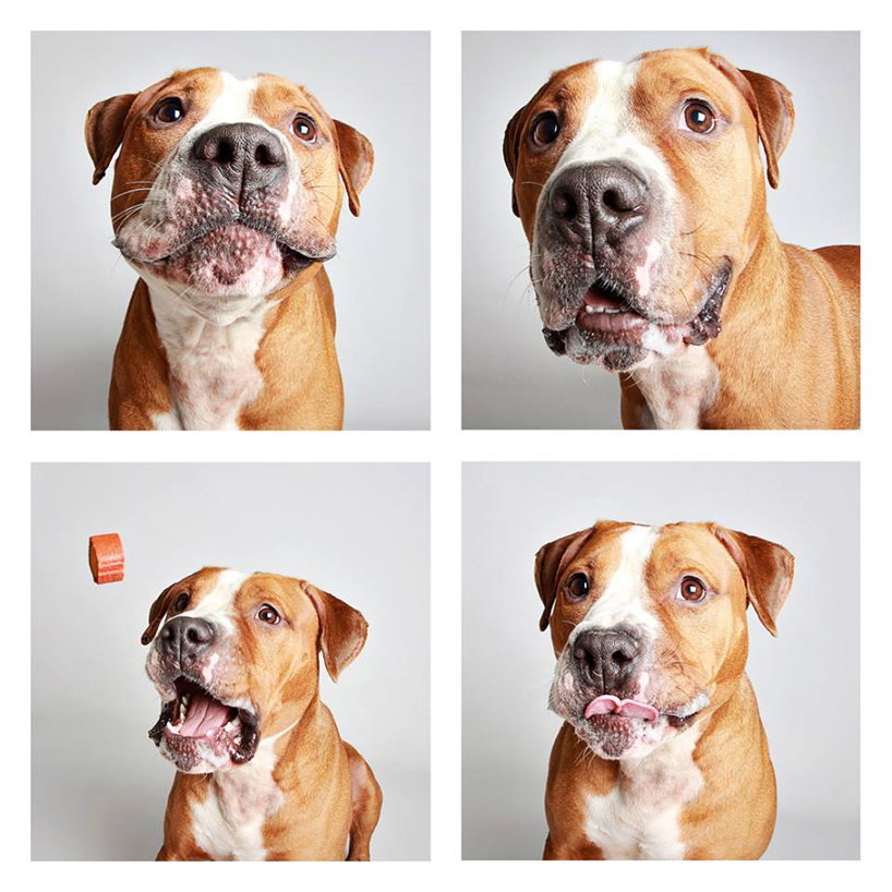 guinnevere-shuster-dogs-in-a-photo-booth-humane-society-_002