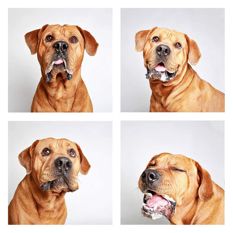 guinnevere-shuster-dogs-in-a-photo-booth-humane-society-_003