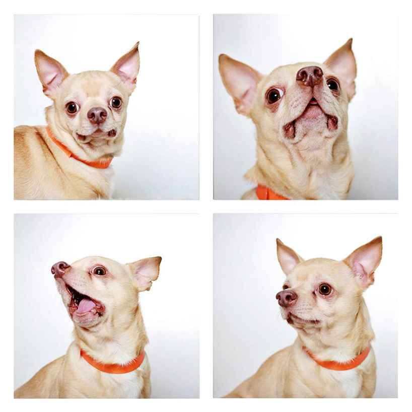 guinnevere-shuster-dogs-in-a-photo-booth-humane-society-_007