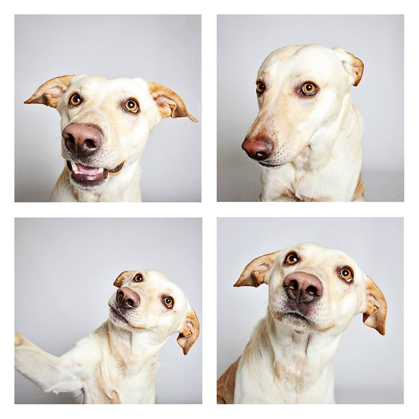 guinnevere-shuster-dogs-in-a-photo-booth-humane-society-_008