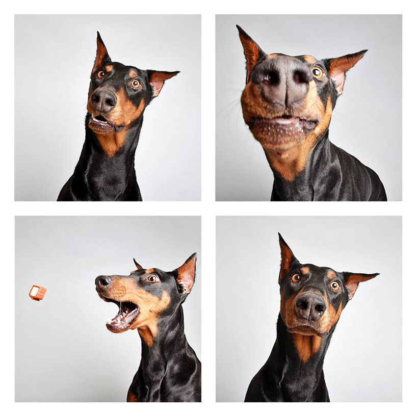 guinnevere-shuster-dogs-in-a-photo-booth-humane-society-_013