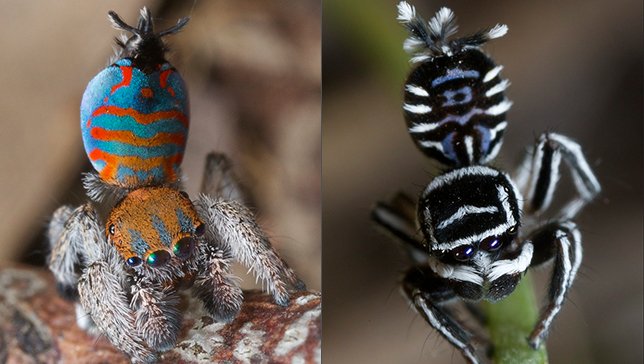 Tiny Dancers: Meet 7 New Peacock Spider Species