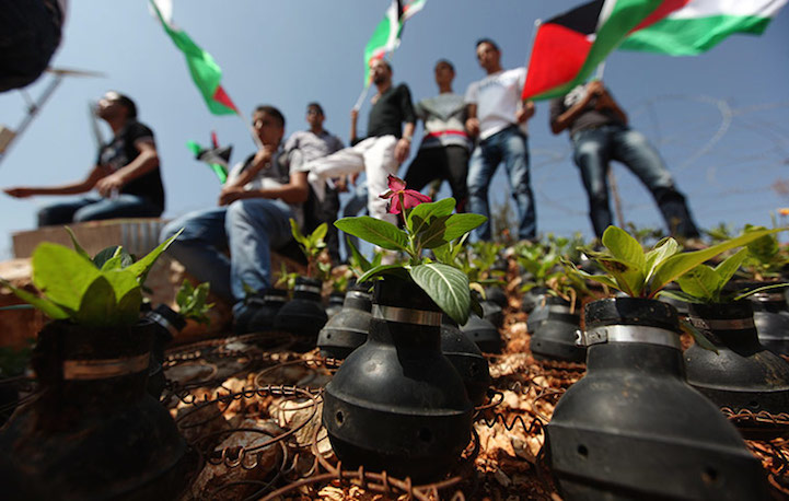 Palestinian activists stand near roses planted in used tear gas canisters
