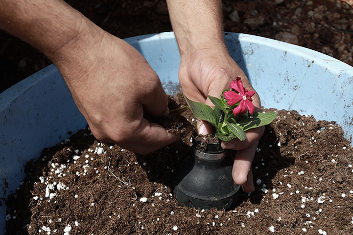 A Palestinian man plants a flower in a tear gas canister
