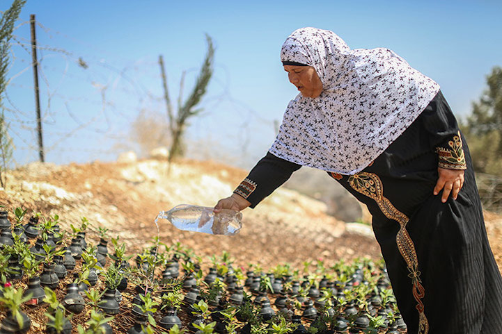 A palestinian woman waters the plants