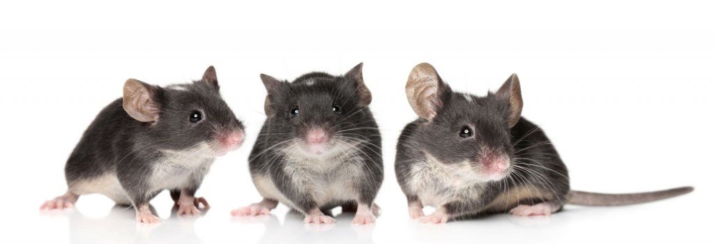 Three-Charming-Mice