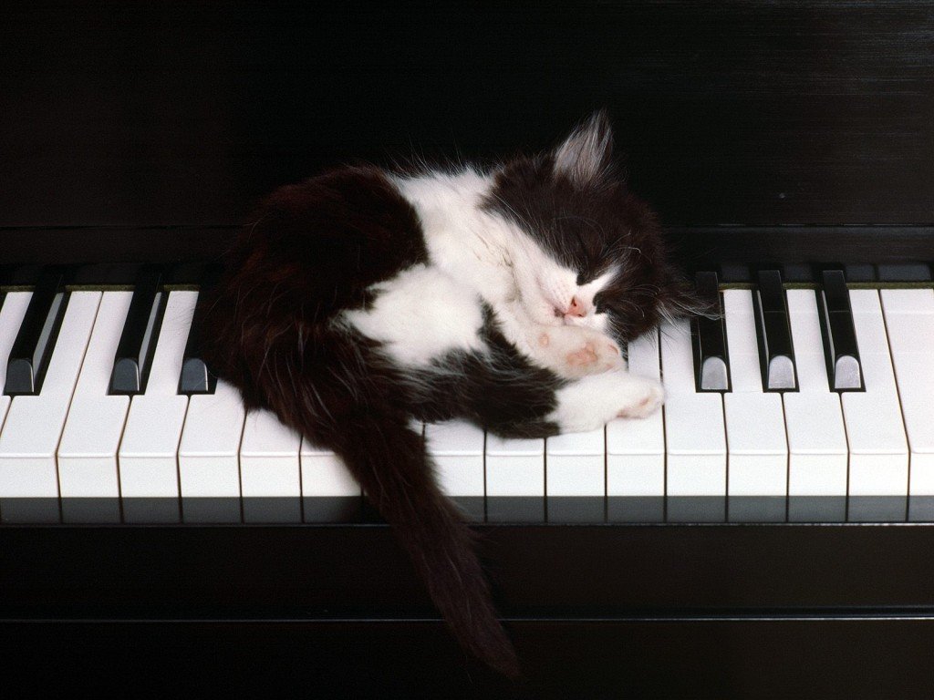 piano-mac-cats-love-music-animals-play-at-hd-background-255200