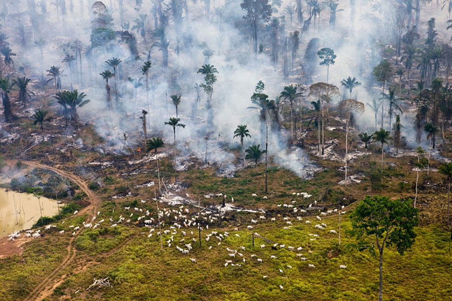 Amazonian jungle in Brazil, burned to the ground for "repurposing".