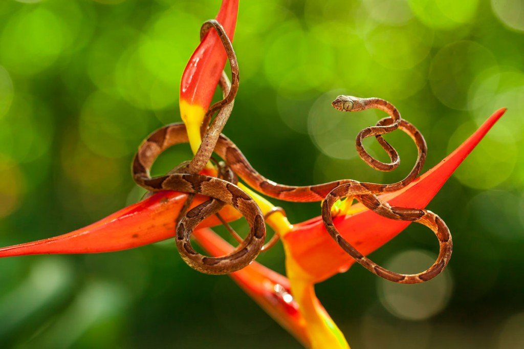 smithsonian-photo-contest-snake