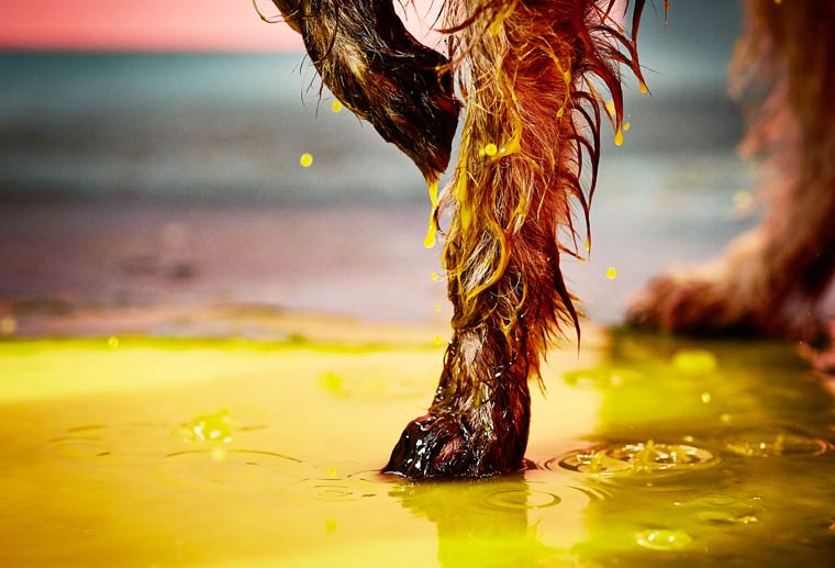 Canismo-wet-dog-painting-10