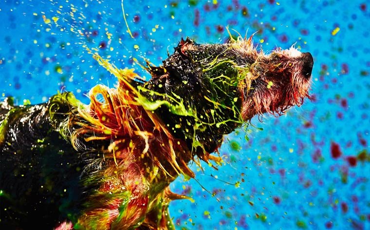 Canismo-wet-dog-painting-9