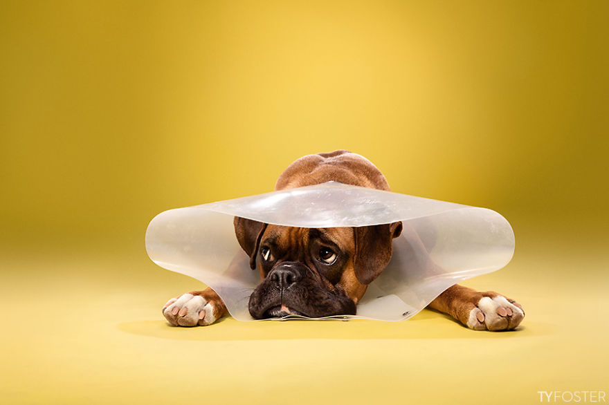 Timeout-Cone-of-shame-portrait-series12__880