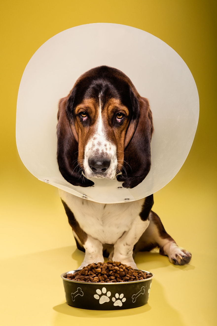 Timeout-Cone-of-shame-portrait-series13__880