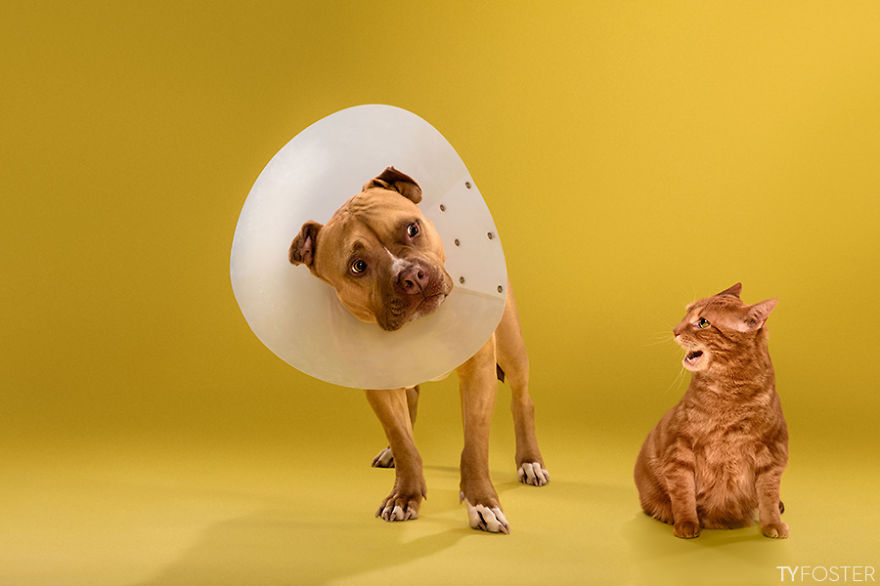 Timeout-Cone-of-shame-portrait-series2__880