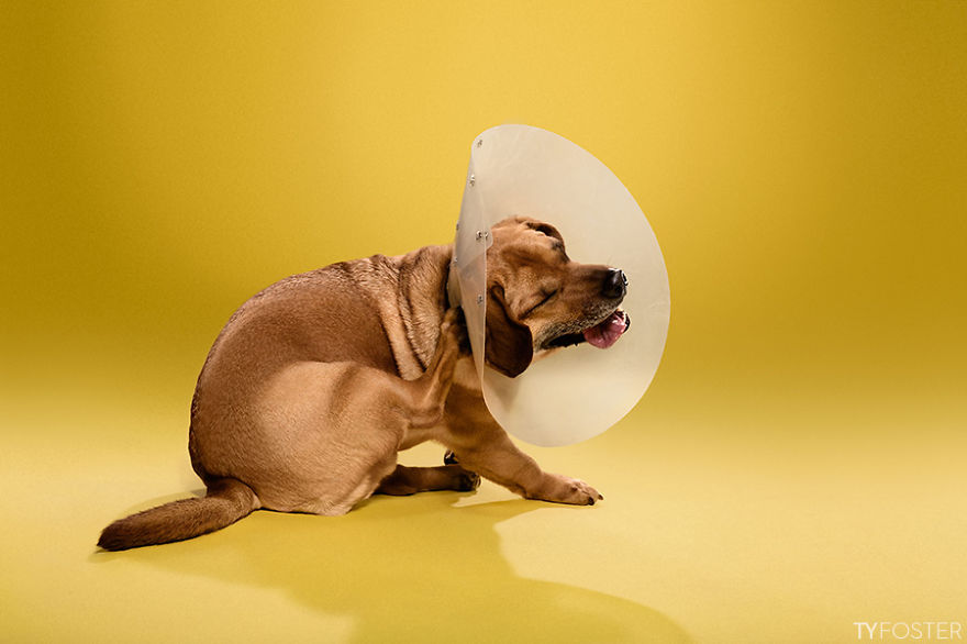 Timeout-Cone-of-shame-portrait-series3__880