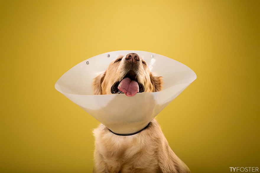 Timeout-Cone-of-shame-portrait-series5__880
