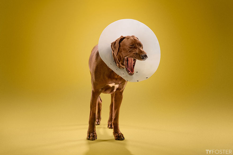 Timeout-Cone-of-shame-portrait-series9__880