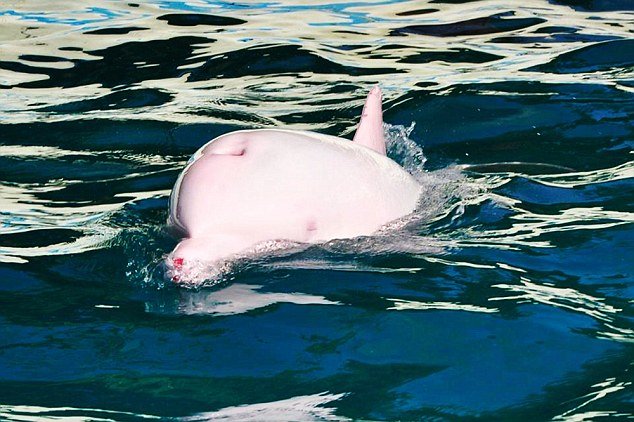 VID: Pink Dolphin Makes Waves In Japanese Aquarium