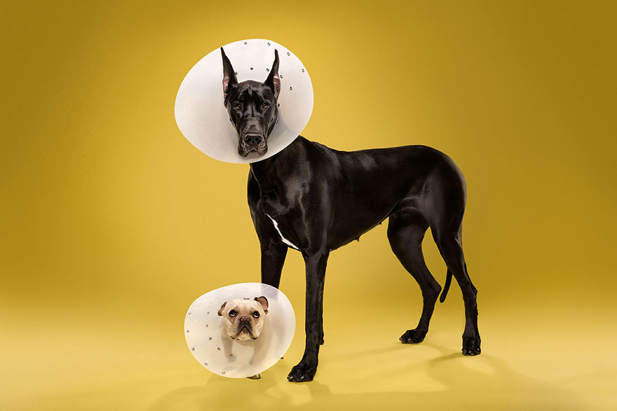 animal-portraits-pet-cone-timeout-ty-foster-2