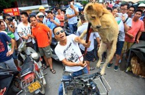 Thousands Of Cats And Dogs Slaughtered In Chinese Festival Causing