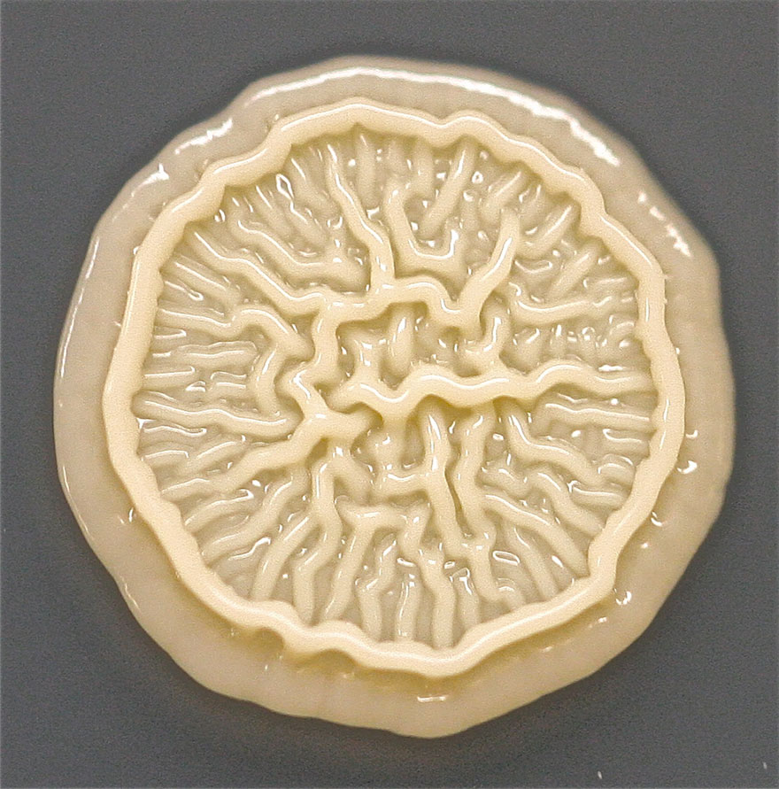 bacteria-petri-dish-microbe-8-year-old-boy-hand-print-ta_002