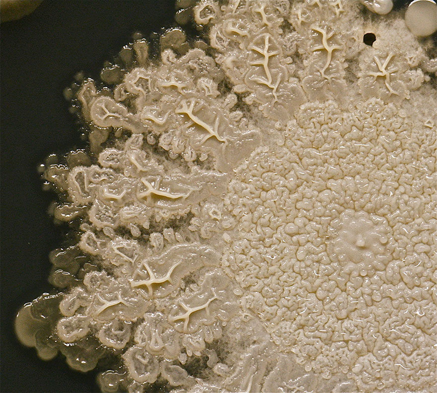 bacteria-petri-dish-microbe-8-year-old-boy-hand-print-tasha-