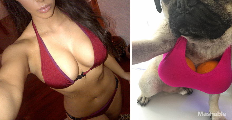 doug-the-pug-recreates-kim-kardashian-selfies-2