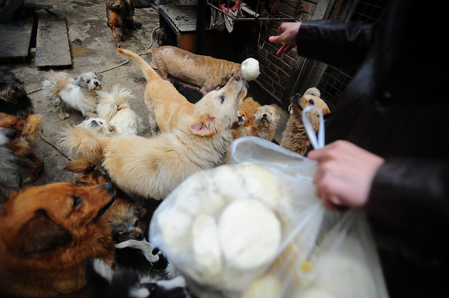 rescued-dogs-yulin-dog-meat-festival-china-14
