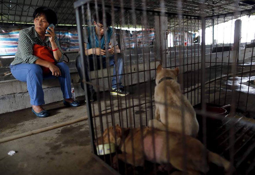 rescued-dogs-yulin-dog-meat-festival-china-21