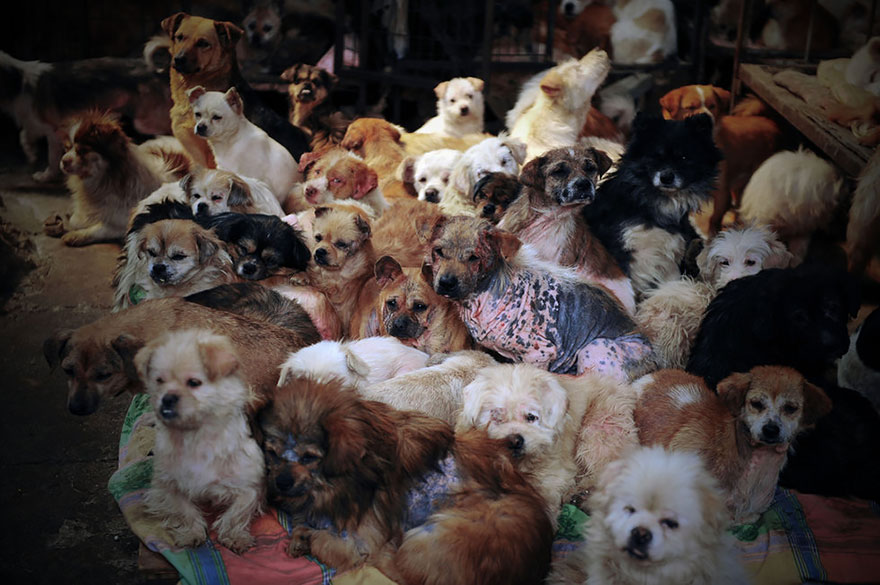 rescued-dogs-yulin-dog-meat-festival-china-4