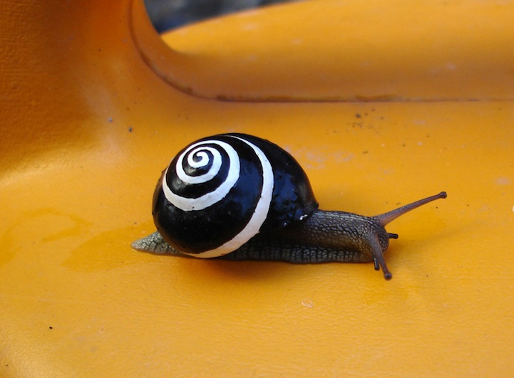 snailpimp4