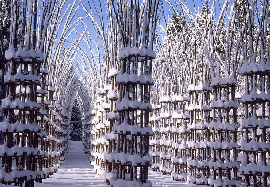 tree-cathedral-cattedrale-vegetale-giuliano-mauri-2