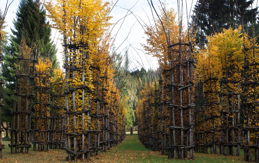 tree-cathedral-cattedrale-vegetale-giuliano-mauri-20