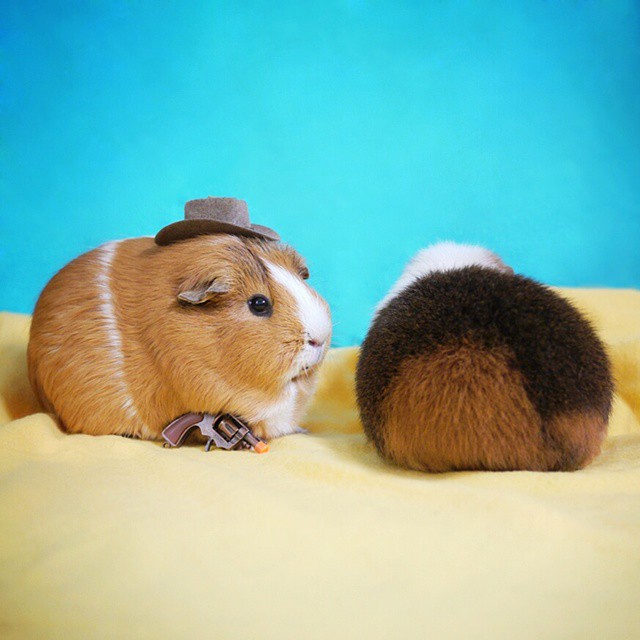 cute-hamster-costumes-fuzzberta-instagram-11