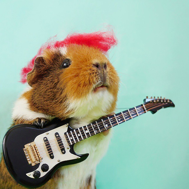 cute-hamster-costumes-fuzzberta-instagram-15