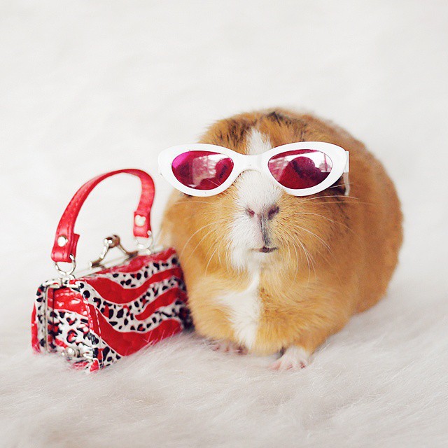 cute-hamster-costumes-fuzzberta-instagram-19