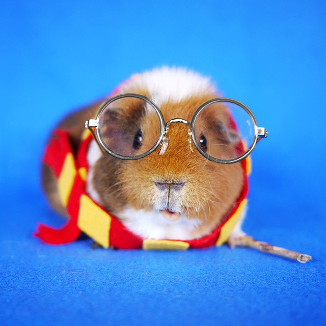 cute-hamster-costumes-fuzzberta-instagram-3