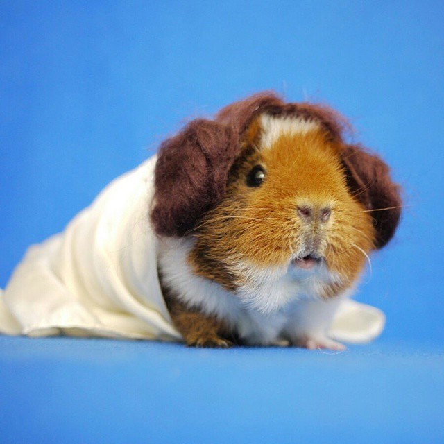 cute-hamster-costumes-fuzzberta-instagram-4