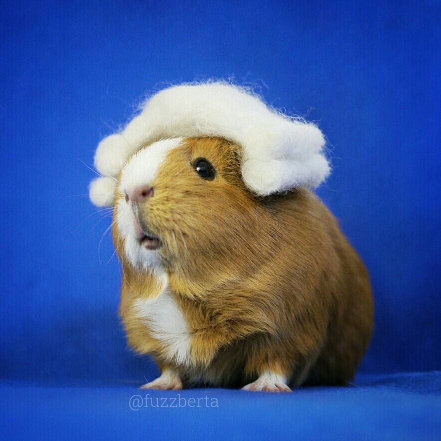 cute-hamster-costumes-fuzzberta-instagram-5
