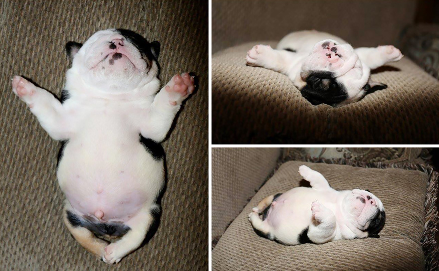 puppy-born-2-legs-half-bulldog-twice-heart-bonsai-10