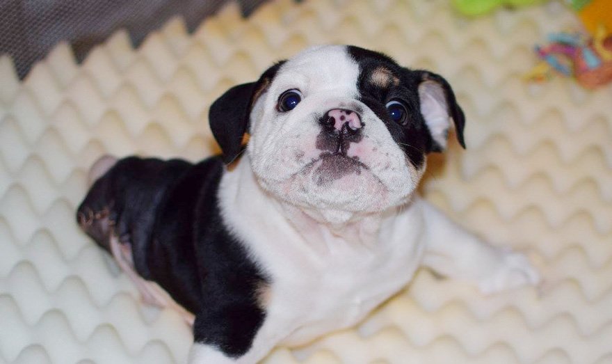 puppy-born-2-legs-half-bulldog-twice-heart-bonsai-15