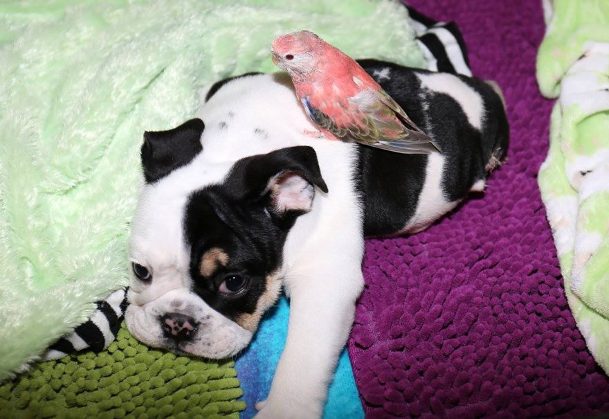 puppy-born-2-legs-half-bulldog-twice-heart-bonsai-7